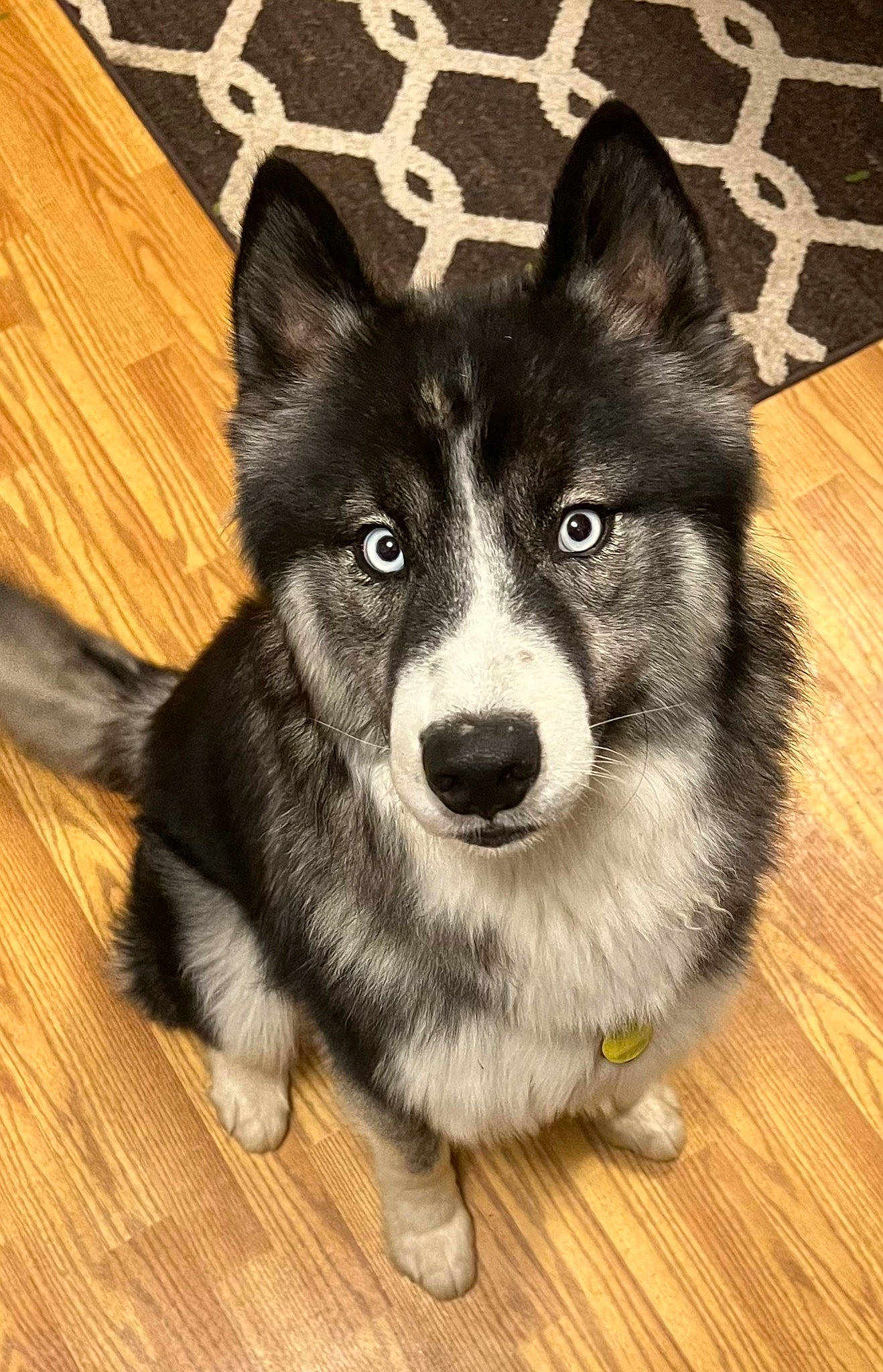 Jaxon is registered to the contest to win money with this photo: art, canis, carnivore, companion_dog, dog, dog_breed, flooring, fur, hardwood, herding_dog, plank, sled_dog, snout, varnish, whiskers, wood, wood_flooring, wood_stain, working_animal, working_dog