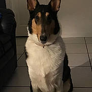 Kira is registered to the contest to win money with this photo: dog, indoor, tile_floor, tricolor, pet, sitting, collar, canine, fur, ears, black, white, brown, living_room, door, furniture, shadow, quiet, calm, portrait