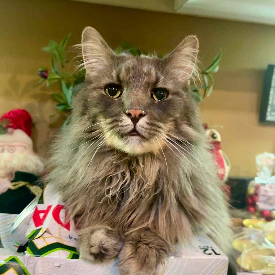 Bode is registered to the contest to win money with this photo: abyssinian, angora, animal, box, cat, closet, cupboard, face, flower, furniture, head, indoors, kitten, manx, person, pet, plant, plush, pottedplant, toy