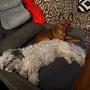 Rocky participe au concours pour gagner de l'argent avec cette photo : dog, couch, indoor, pet, relaxing, fur, brown_dog, white_dog, leopard_print, pillow, blanket, wooden_floor, domestic, companion, animal, resting, home, furniture, cozy, alert