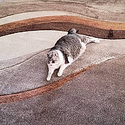 Cheyanne is registered to the contest to win money with this photo: animal, carpet, cat, couch, cozy, cute, domestic_animal, floor, furniture, gray_cat, home, indoor, living_room, pet, relaxing, resting, rug, striped, tabby, white_cat