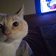 Jazz is registered to the contest to win money with this photo: cat, close_up, indoor, carpet, television, animal, feline, whiskers, curious, face, pet, domestic, fur, eyes, home, living_room, blur, dim_light, screen, background