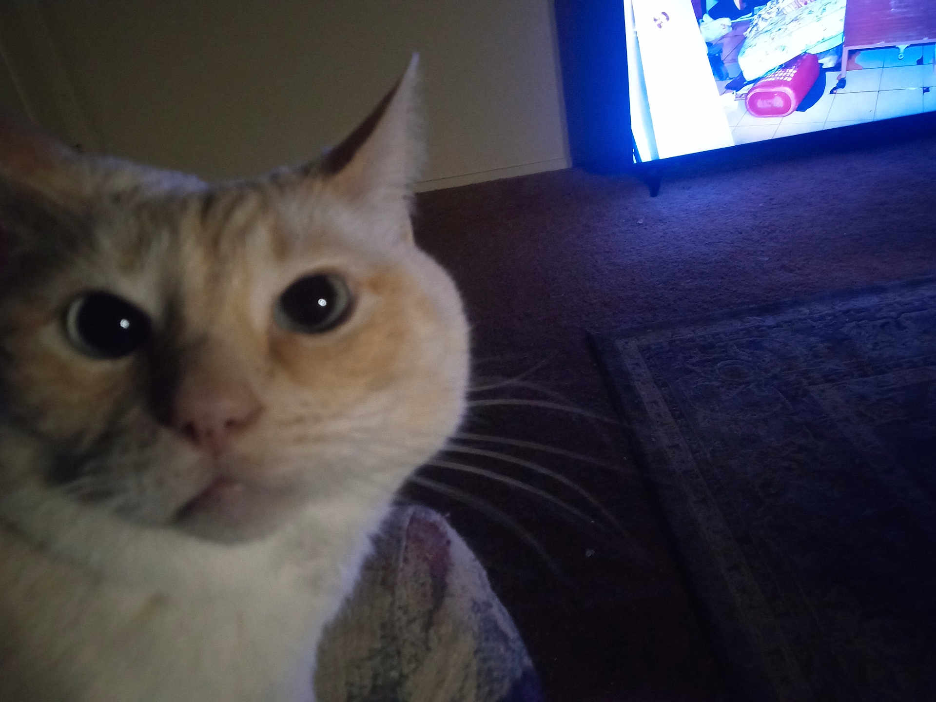 Jazz is registered to the contest to win money with this photo: cat, close_up, indoor, carpet, television, animal, feline, whiskers, curious, face, pet, domestic, fur, eyes, home, living_room, blur, dim_light, screen, background