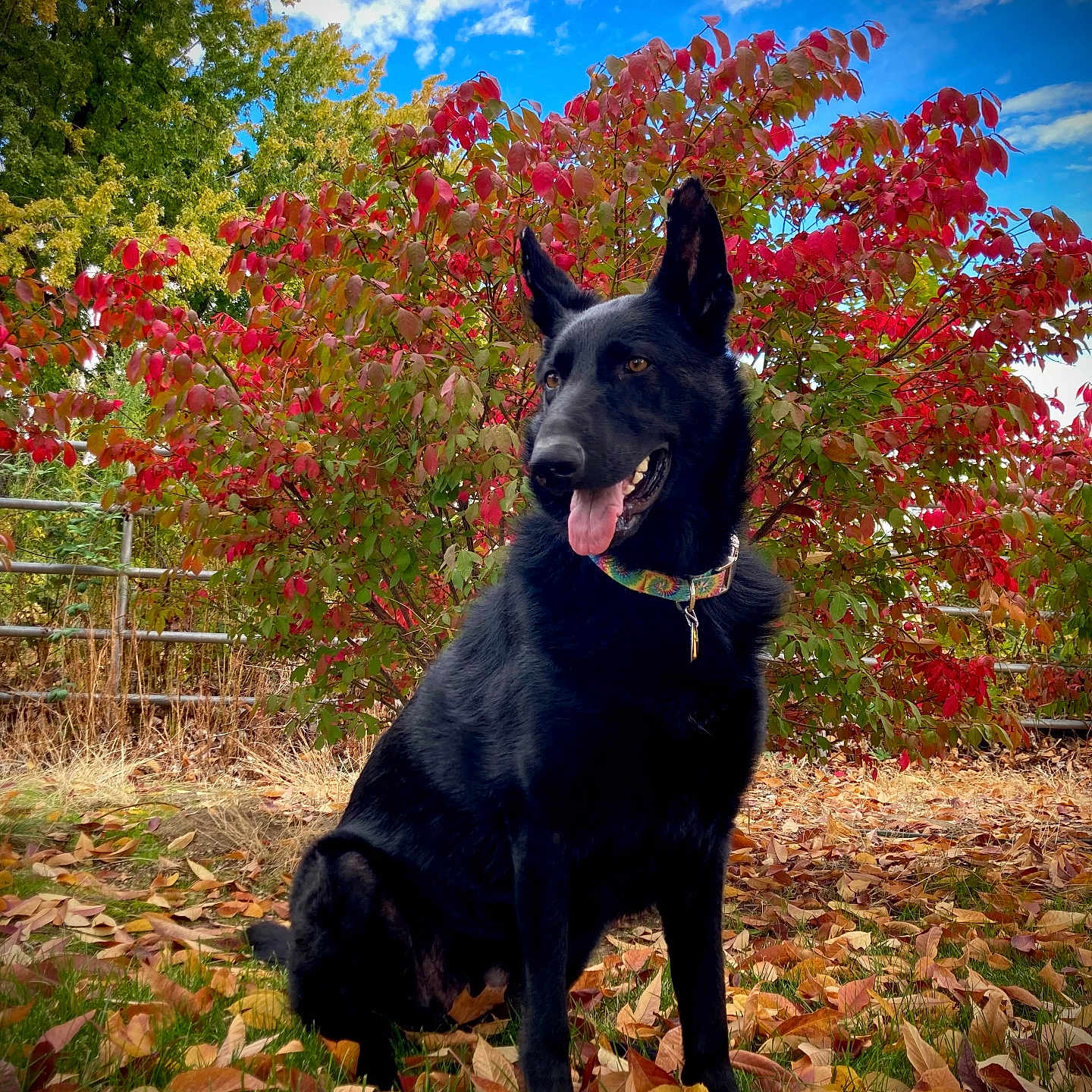 Dacha joined the competition — help win amazing prizes! animal, autumn, black_dog, blue_sky, canine, clouds, collar, daylight, dog, fall_leaves, grass, green_leaves, nature, outdoor, pet, playful, portrait, red_leaves, sitting, tree