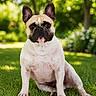 dog, french_bulldog, pet, grass, outdoor, greenery, animal, canine, sitting, ears_up, nature, summer, sunlight, portrait, cute, friendly, mammal, garden, daytime, fluffy