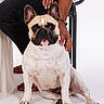 Atos participe au concours pour gagner de l'argent avec cette photo : animal, canine, companion, cute, dog, domestic_animal, ears, french_bulldog, friendly, hand, indoor, looking_at_camera, paw, person, pet, portrait, short_hair, sitting, studio, white_background