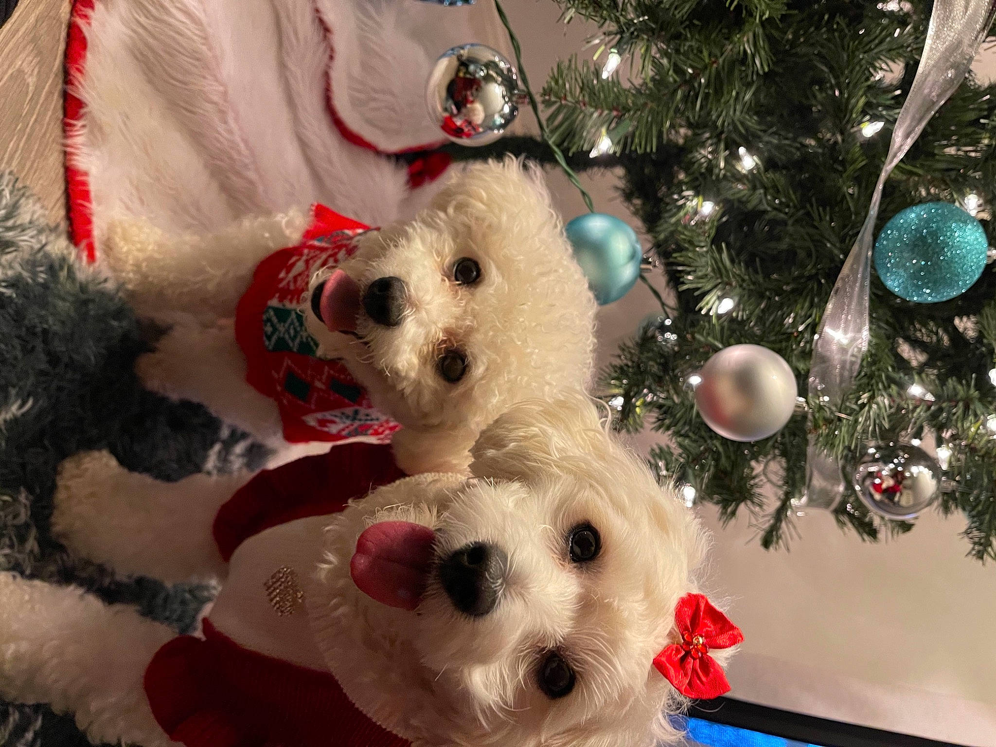 Milo Elani is registered to the contest to win money with this photo: canidae, carnivore, christmas, christmas_decoration, christmas_eve, christmas_ornament, christmas_tree, companion_dog, conifer, dog, dog_breed, fir, fur, holiday, holiday_ornament, ornament, pine_family, snout, stuffed_toy, toy