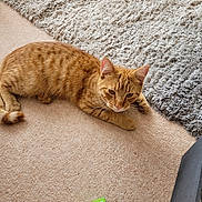 Freddie joined the competition — help win amazing prizes! cat, ginger_cat, tabby, carpet, rug, indoor, pet, feline, relaxed, floor, box, medicine, aspirin, paper, domestic, animal, lying_down, whiskers, ears, fur