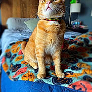 Cheeto joined the competition — help win amazing prizes! animal, bed, blanket, cat, collar, cozy, curious, cute, decor, domestic_cat, feline, fur, ginger_cat, halloween, indoor, orange, pet, pumpkin_pattern, sitting, whiskers