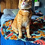 animal, bed, blanket, cat, collar, cozy, curious, cute, decor, domestic_cat, feline, fur, ginger_cat, halloween, indoor, orange, pet, pumpkin_pattern, sitting, whiskers
