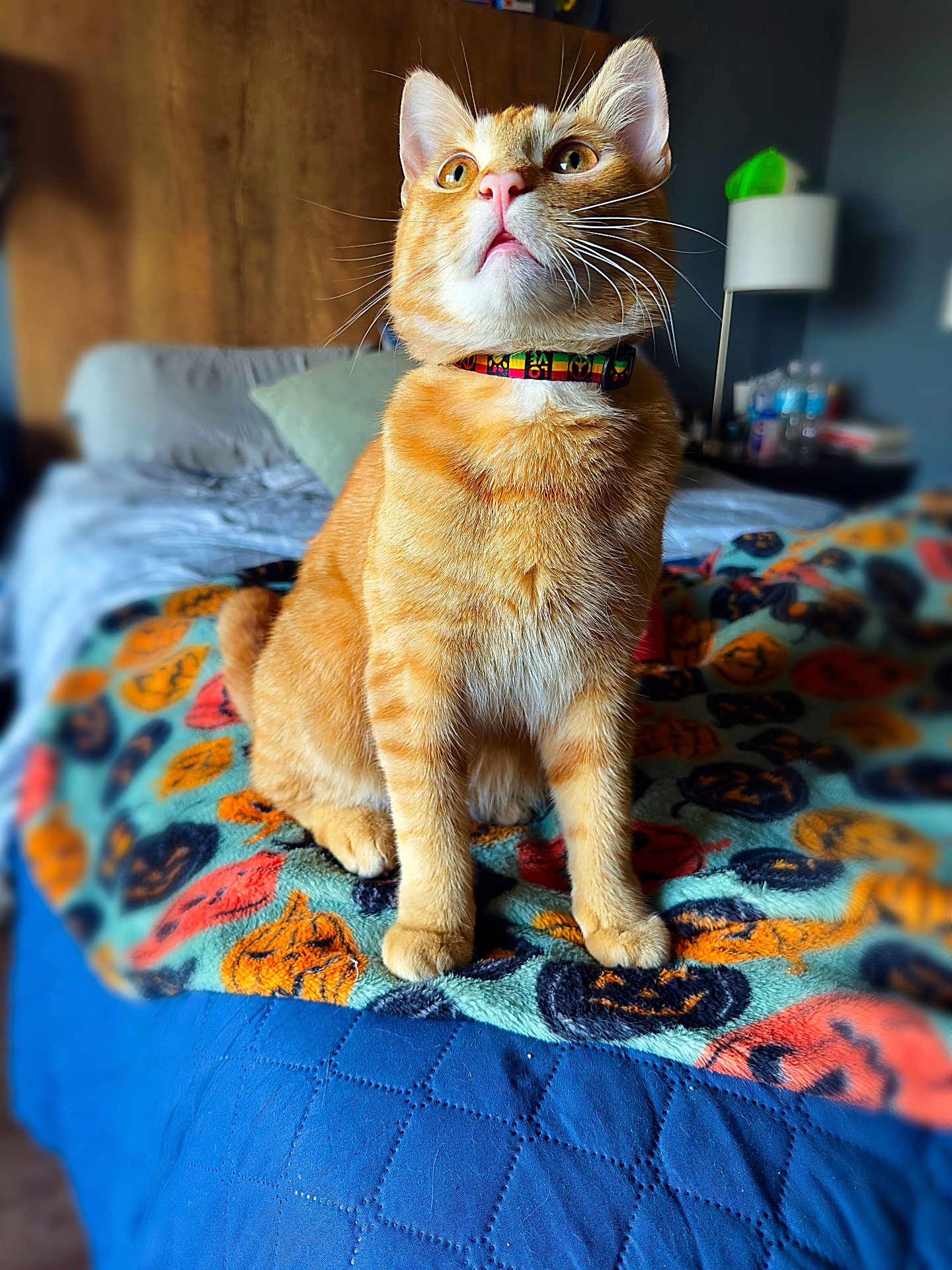 Cheeto