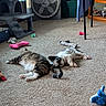 Bella joined the competition — help win amazing prizes! cat, dog, carpet, indoor, pet_toys, cat_tree, fan, table, relaxing, animal, furry, sleeping, cozy, household, floor, pet, small_dog, tabby_cat, toy, resting