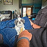 Bella is registered to the contest to win money with this photo: dog, party_hat, jeans, couch, living_room, person, hand, arm, watch, framed_photos, wall_art, dining_table, chair, blanket, window, curtains, vacuum_cleaner, home_interior, cozy, pet
