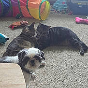 Bella is registered to the contest to win money with this photo: cat, dog, carpet, toy, play_tunnel, indoor, pet, furniture, table, tabby_cat, small_dog, curious, snuggling, plush_toy, colorful, living_room, pet_toys, floor, relaxed, cozy
