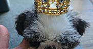 Bella is registered to the contest to win money with this photo: dog, puppy, small_dog, crown, golden_crown, fluffy, hand, indoor, carpet, pet, cute, animal, portrait, closeup, adorable, fur, black_and_white, tiny, majestic, domestic_animal