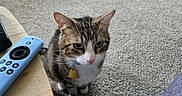 Tiger is registered to the contest to win money with this photo: animal, carpet, cat, close_up, collar, curious, domestic_animal, floor, furniture, home, indoor, looking_up, pet, pink_nose, playful, remote_control, tabby, toy, white_paws, wooden_table
