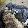 Tiger is registered to the contest to win money with this photo: cat, tabby_cat, sleeping, pet_bed, cozy, indoor, carpet, toys, colorful, fur, whiskers, relaxation, animal, domestic_cat, home, feline, resting, comfort, bed, nap