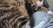Tiger joined the competition — help win amazing prizes! cat, tabby_cat, sleeping, pet, indoor, carpet, toy, purple_toy, relaxing, feline, paw, fur, person, lap, casual, home, resting, cozy, whiskers, pink_nose
