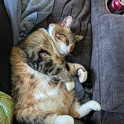 Tiger joined the competition — help win amazing prizes! cat, sleeping, tabby, furry, couch, blanket, cozy, indoor, pet, relaxed, fur, paws, curled_up, resting, domestic_animal, can, cup_holder, fabric, close_up, household