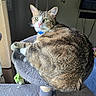 Tiger is registered to the contest to win money with this photo: cat, tabby, pet, feline, green_eyes, cat_tree, plush_toy, indoor, cozy, fur, relaxed, window_light, home, carpet, curtains, wall_art, television, collar, whiskers, perch