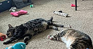 Gallum is registered to the contest to win money with this photo: animal, carpet, cat, cat_tree, cozy, fan, floor, furniture, household, indoor, pet, playful, plush_toy, relaxing, resting, sleeping, striped_cat, tabby_cat, table, toy