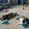 Gallum is registered to the contest to win money with this photo: cat, carpet, plush_toy, cat_tree, fan, table, indoor, relaxing, sleeping, striped_cat, tabby_cat, floor, toy, pet, furniture, cozy, animal, playful, resting, household