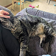Gallum is registered to the contest to win money with this photo: cat, tabby, sleeping, hand, blanket, chair, cat_toy, cat_tree, carpet, sock, paw_print, home_interior, pet, relaxing, feline, animal, cozy, resting, human_hand, indoor