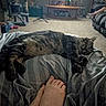 Gallum is registered to the contest to win money with this photo: bed, blanket, carpet, cat, cat_tower, couch, fan, feet, foot, furniture, home, human_leg, indoor, living_room, person, relaxing, shelf, sitting, tabby_cat, table