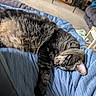 Gallum joined the competition — help win amazing prizes! cat, tabby_cat, sleeping, indoor, blanket, blue_blanket, fur, pet, animal, resting, cozy, living_room, carpet, furniture, table, shelf, relaxation, comfort, domestic, cute