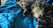 Gallum joined the competition — help win amazing prizes! cat, tabby_cat, sleeping, blue_quilt, blanket, indoor, living_room, couch, furniture, bookshelf, photo_frames, cozy, pet, fur, relaxing, nap, home, domestic_cat, resting, animal