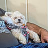dog, small_dog, white_fur, sleeping, cozy, sweater, patterned_sweater, human_arm, lap, indoor, relaxing, furry, pet, resting, casual_clothing, plaid_blanket, comfortable, close_up, home, peaceful