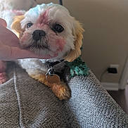 Ruby is registered to the contest to win money with this photo: dog, small_dog, paint, colorful, fluffy, pet, hand, blanket, knitted, cozy, indoor, fur, cute, resting, closeup, collar, tag, paw, portrait, affection