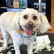 Jule is registered to the contest to win money with this photo: dog, white_dog, grooming, fur, tongue_out, pet, animal, indoor, happy, ears, face, collar, leash, grooming_table, brush, clumps_of_fur, floor, background, eyes, nose