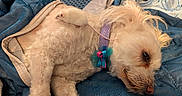 Jule is registered to the contest to win money with this photo: animal, bed, blanket, blue_blanket, bow, collar, companion, cozy, cute, dog, friendship, fur, indoor, mouse, pet, quilt, relaxing, resting, small_mouse, white_dog
