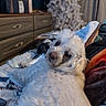 Jule is registered to the contest to win money with this photo: dog, white_dog, fluffy, bed, blanket, quilt, dresser, furniture, christmas_tree, holiday_decor, indoor, pet, cozy, relaxed, curtains, home, sleepy, animal, cute, portrait