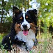 Cookie a rejoint le concours — aidez-le/la à gagner de superbes lots ! dog, outdoor, grass, nature, tricolor, tongue_out, happy, animal, pet, blurred_background, greenery, canine, fur, ears, snout, lying_down, summer, sunlight, playful, closeup