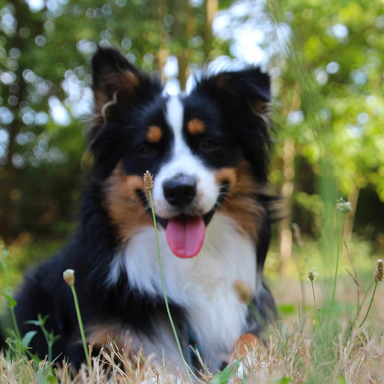 Cookie a rejoint le concours — aidez-le/la à gagner de superbes lots ! dog, outdoor, grass, nature, tricolor, tongue_out, happy, animal, pet, blurred_background, greenery, canine, fur, ears, snout, lying_down, summer, sunlight, playful, closeup