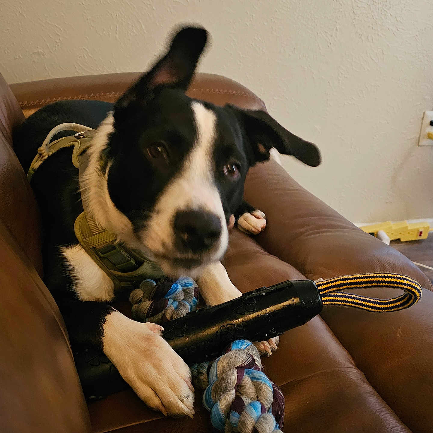 Oreo joined the competition — help win amazing prizes! animal, architecture, bodypart, building, canine, chair, couch, dog, finger, furniture, gun, hand, hound, indoors, interiordesign, livingroom, pet, puppy, room, weapon