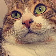 Ninine Boys a rejoint le concours — aidez-le/la à gagner de superbes lots ! animal, cat, close_up, cute, domestic_cat, ears, expression, face, feline, fur, green_eyes, indoor, looking_up, mammal, pet, pink_nose, portrait, soft_light, tabby, whiskers