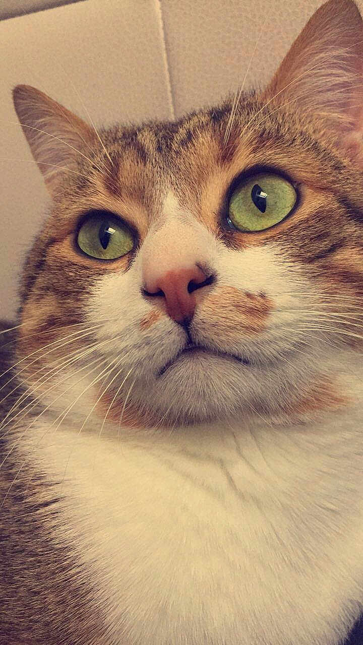 Ninine Boys a rejoint le concours — aidez-le/la à gagner de superbes lots ! animal, cat, close_up, cute, domestic_cat, ears, expression, face, feline, fur, green_eyes, indoor, looking_up, mammal, pet, pink_nose, portrait, soft_light, tabby, whiskers