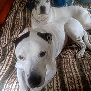 Darwin And Jager joined the competition — help win amazing prizes! dog, bed, indoor, resting, white_dog, black_markings, chain_collar, patterned_bedspread, lying_down, pet, animal, two_dogs, close_up, cozy, relaxed, companion, domestic_animal, fur, canine, portrait