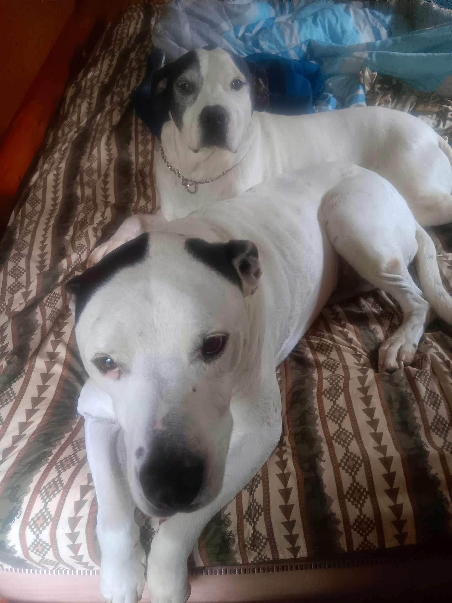 Darwin And Jager joined the competition — help win amazing prizes! dog, bed, indoor, resting, white_dog, black_markings, chain_collar, patterned_bedspread, lying_down, pet, animal, two_dogs, close_up, cozy, relaxed, companion, domestic_animal, fur, canine, portrait