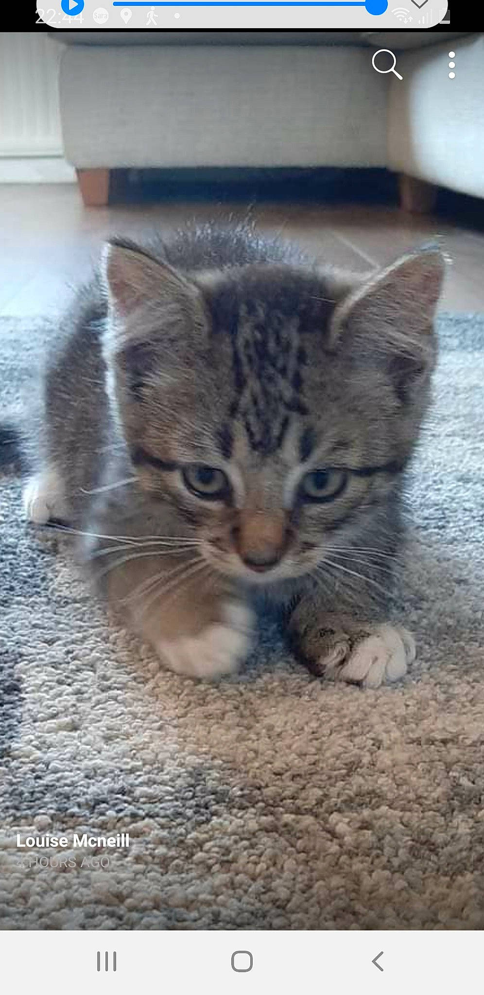 Theo is registered to the contest to win money with this photo: carnivore, cat, claw, domestic_short_haired_cat, fawn, felidae, floor, flooring, foot, fur, hardwood, leg, paw, sitting, small_to_medium_sized_cats, snout, tail, terrestrial_animal, whiskers, wood