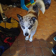 Tino a rejoint le concours — aidez-le/la à gagner de superbes lots ! animal, bag, blanket, blue_eyes, brown_tiles, curious, dog, domestic, ears, floor, fluffy_tail, fur, household, indoor, looking_up, paws, pet, shadow, stool, tiles