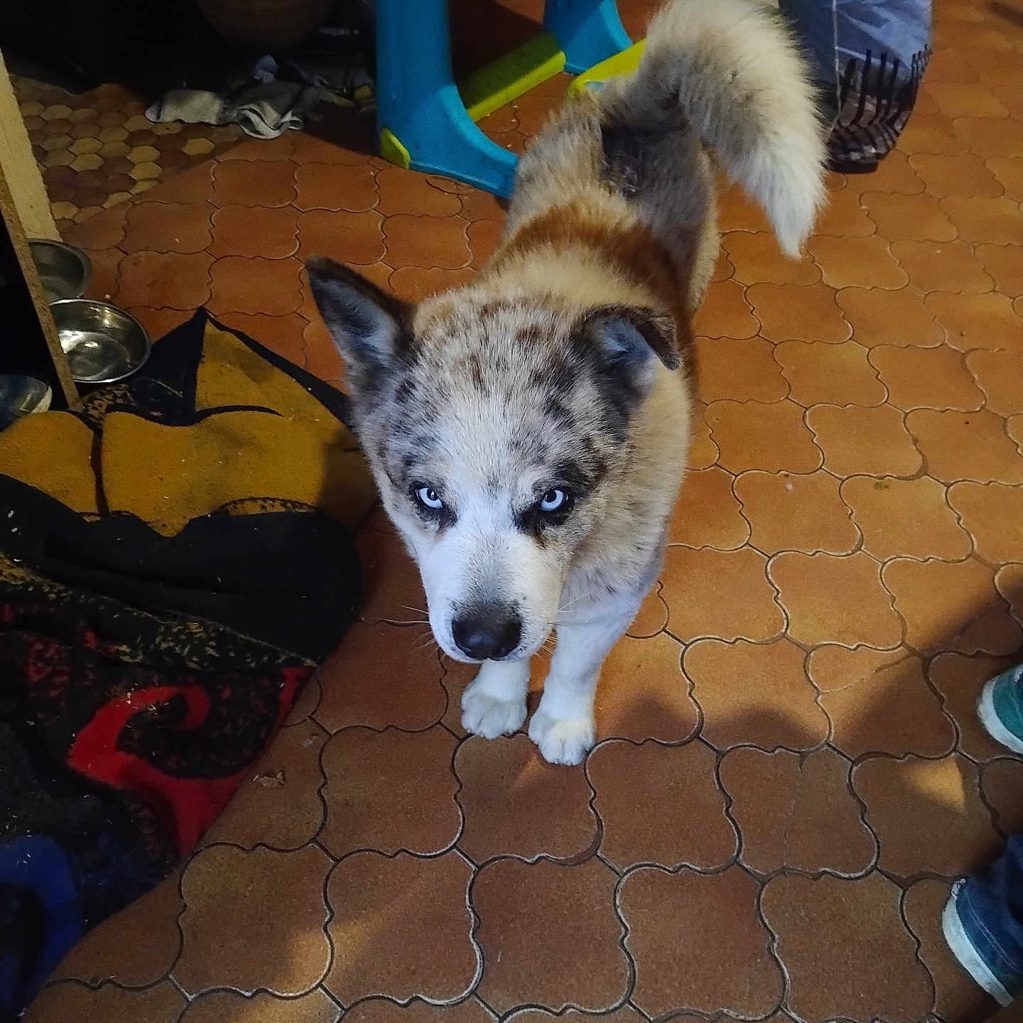 Tino a rejoint le concours — aidez-le/la à gagner de superbes lots ! animal, bag, blanket, blue_eyes, brown_tiles, curious, dog, domestic, ears, floor, fluffy_tail, fur, household, indoor, looking_up, paws, pet, shadow, stool, tiles