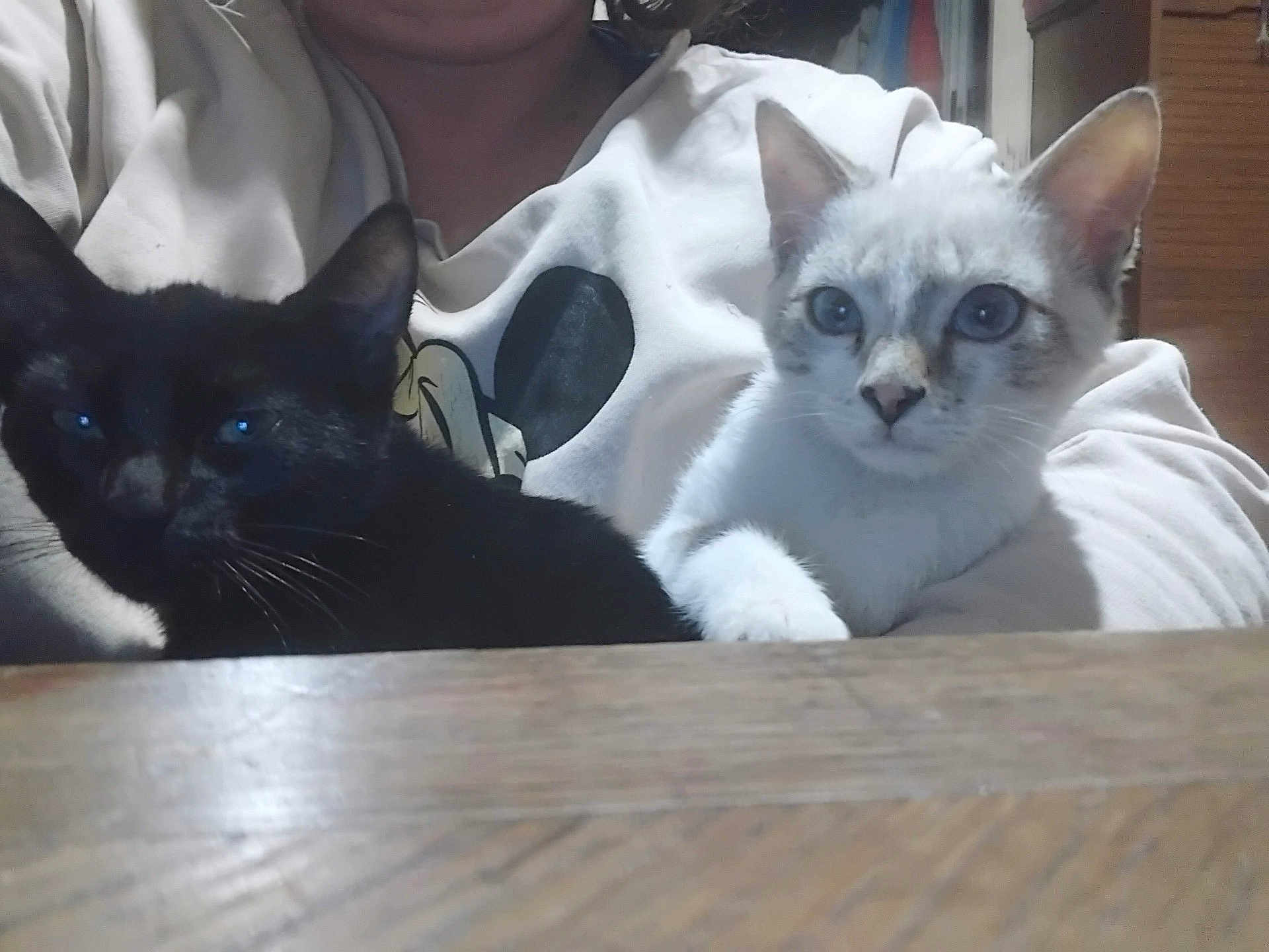 Stella Et Loulou a rejoint le concours — aidez-le/la à gagner de superbes lots ! cat, kitten, black_cat, white_cat, pet, animal, indoor, person, arm, table, feline, cute, looking_at_camera, resting, domestic_animal, mammal, young_animal, fur, whiskers, eyes