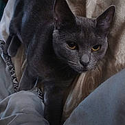 Babi joined the competition — help win amazing prizes! cat, gray_cat, pet, animal, feline, eyes, ears, blanket, bedding, cozy, indoor, resting, fur, whiskers, closeup, portrait, sleepy, domestic_cat, mammal, cute