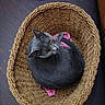 Babi joined the competition — help win amazing prizes! cat, gray_cat, basket, woven_basket, curled_up, yellow_eyes, wooden_floor, indoor, pet, animal, cozy, looking_up, fur, domestic_cat, resting, toy, blue_toy, floor, home, cute