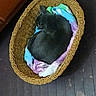 Babi joined the competition — help win amazing prizes! cat, gray_cat, basket, woven_basket, blanket, tie_dye, colorful_blanket, sleeping_cat, curled_up, resting, floor, wooden_floor, dark_floor, indoor, pet, cozy, cute, animal, feline, peaceful