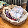 Princess is registered to the contest to win money with this photo: animal, blanket, comfort, cozy, cute, dog, dog_bed, home, indoor, pet, plush_toy, radiator, relaxed, resting, sleeping_area, small_dog, soft, toy, white_dog, wooden_floor